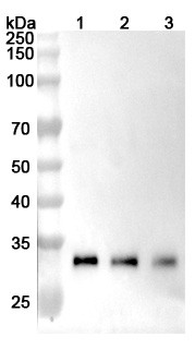Anti-Human CTSB Recombinant Monoclonal Antibody (2A2) - WB