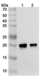 Anti-Human HRAS Recombinant Monoclonal Antibody (Y13-259) - WB