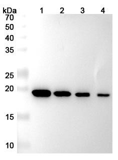 Anti-Human MMP7 Recombinant Monoclonal Antibody (SAA2034) - WB