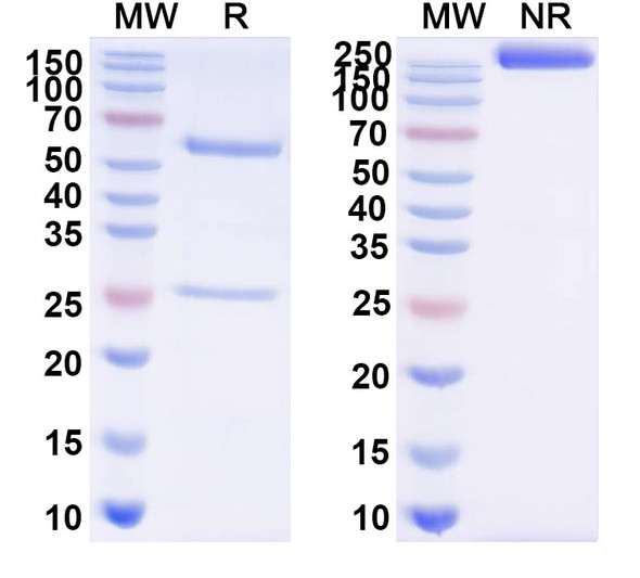 Anti-Sahara scorpion AaH II/Neurotoxin II Recombinant Monoclonal Antibody (4C1) - SDS-PAGE