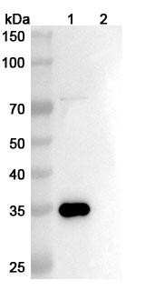 Anti-Staphylococcus aureus Alpha-toxin/hly/AT Recombinant Monoclonal Antibody (LTM14) - WB