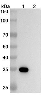 Anti-Staphylococcus aureus Alpha-toxin/hly/AT Recombinant Monoclonal Antibody (2A3.1) - WB
