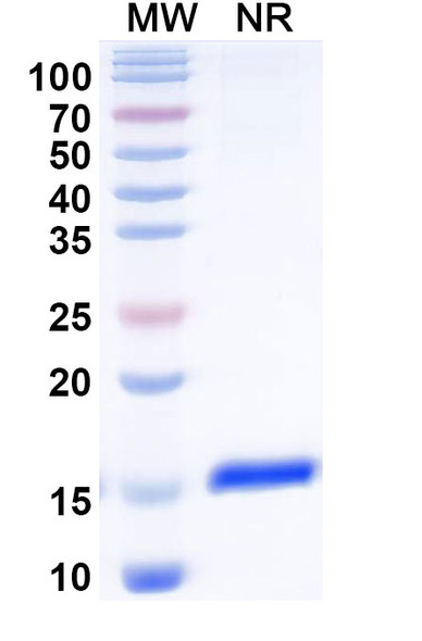 Anti-Microcystis aeruginosa Microcystin-LR Recombinant Nanobody (Fl.1) - SDS-PAGE