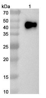 Anti-Human CD33 Recombinant Nanobody (SAA2052) - WB