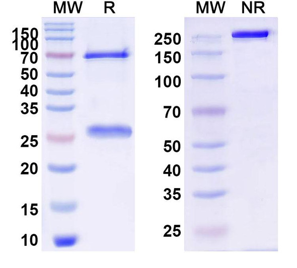 Anti-Lipid A Specific Recombinant Monoclonal Antibody (S55-3) - SDS-PAGE
