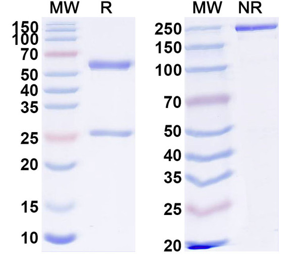 Anti-Sialyl-di-Lewis A Recombinant Monoclonal Antibody (FG129) - SDS-PAGE