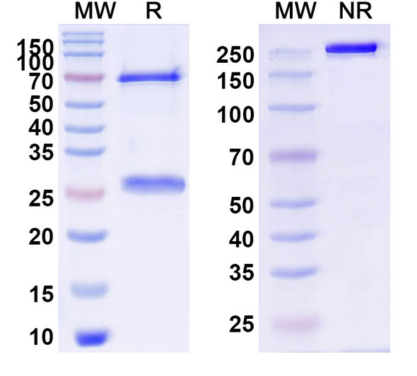 Anti-Schizophyllan/SCH Recombinant Monoclonal Antibody (JoJ48C11) - SDS-PAGE