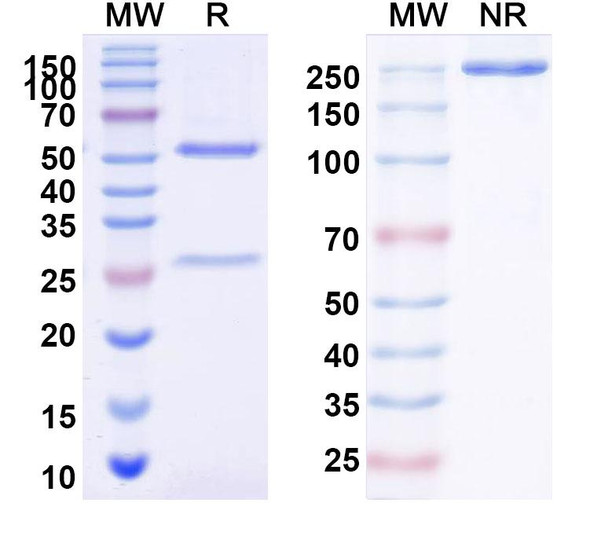 Anti-PRRSV NP/Nucleoprotein Recombinant Monoclonal Antibody (Nb1) - SDS-PAGE