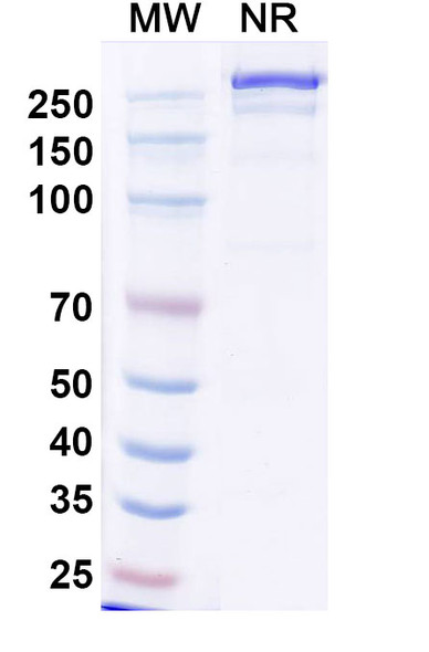 Anti-Human CD25/IL2RA Recombinant Monoclonal Antibody (BT942) - SDS-PAGE