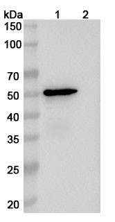 Anti-Human APOE Recombinant Monoclonal Antibody (1D7) - WB