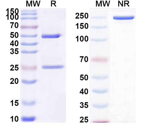 Anti-Human TNFSF15/TL1A Recombinant Monoclonal Antibody (3B3) - SDS-PAGE