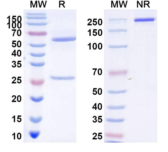Anti-EDTA chelate of indium (metal chelate) Recombinant Monoclonal Antibody (CHA255) - SDS-PAGE