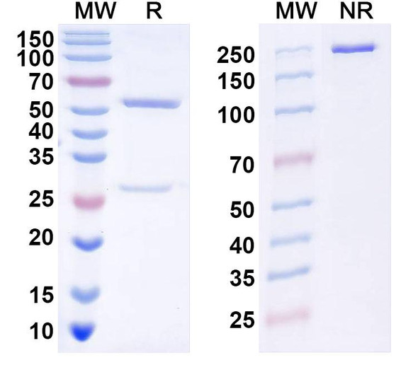 Anti-DENV-2 Envelope protein E/EDIII A strand Recombinant Monoclonal Antibody (DV87.1) - SDS-PAGE