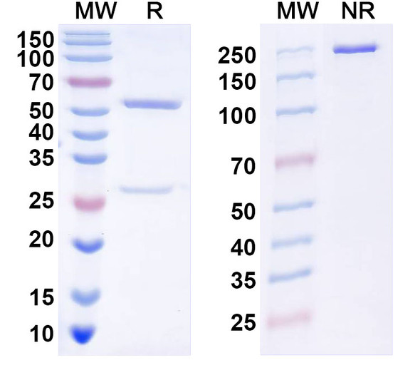 Anti-DENV-2 Envelope protein E/EDII fusion loop Recombinant Monoclonal Antibody (DV82.11) - SDS-PAGE
