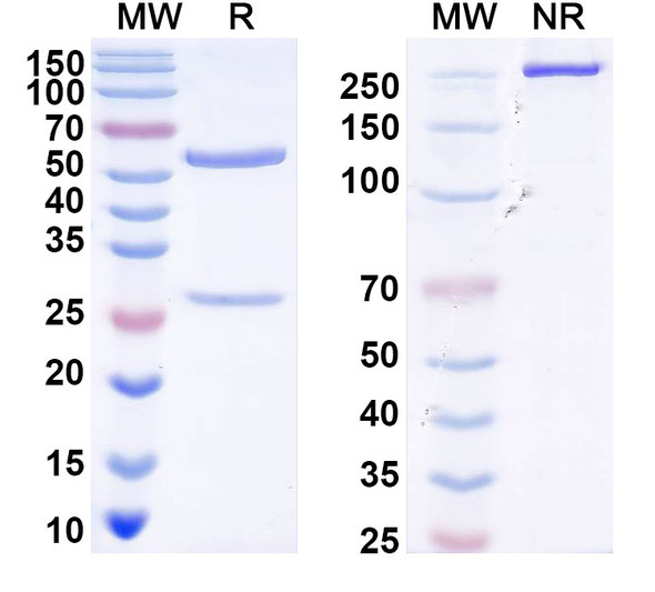 Anti-DENV-2 Envelope protein E/EDI/II dimer interface Recombinant Monoclonal Antibody (E44#) - SDS-PAGE