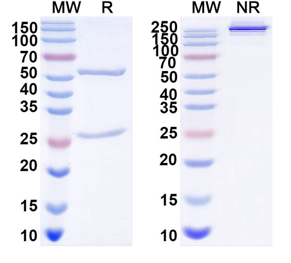 Anti-DENV-2 Envelope protein E/EDII fusion loop Recombinant Monoclonal Antibody (E28#) - SDS-PAGE