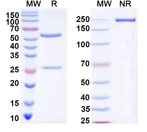 Anti-DENV-2 Envelope protein E Recombinant Monoclonal Antibody (4G2) - SDS-PAGE