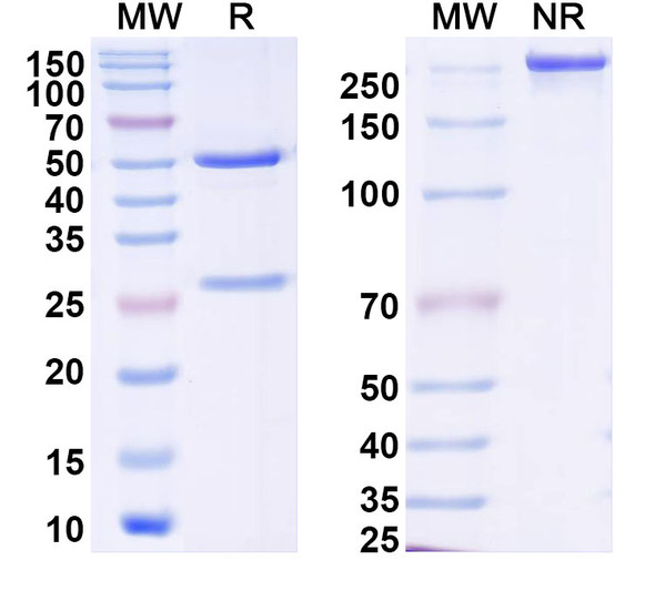 Anti-DENV-1/2 NS1 Recombinant Monoclonal Antibody (2B7) - SDS-PAGE