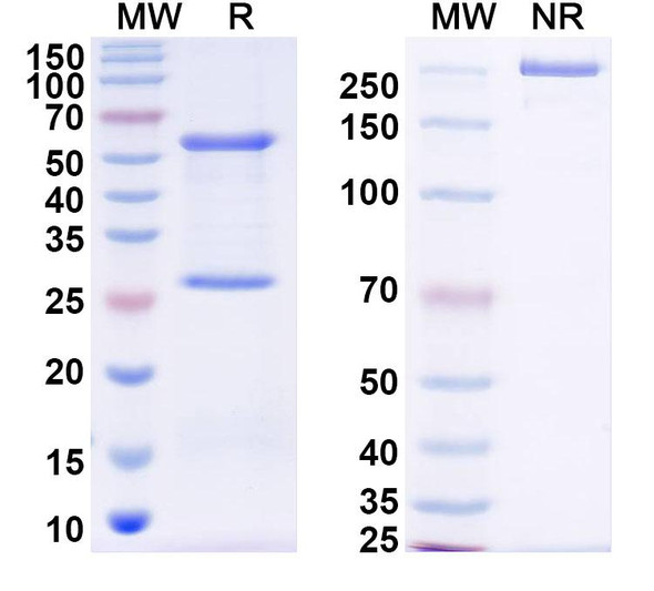 Anti-DENV-2 NSP5/NS5 Recombinant Monoclonal Antibody (1A1) - SDS-PAGE
