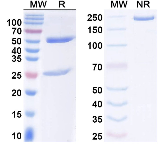 Anti-DENV-3 Protein prM/prM Recombinant Monoclonal Antibody (1H10) - SDS-PAGE