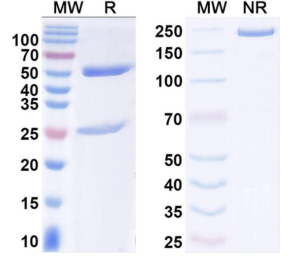 Anti-DENV-3 Protein prM/prM Recombinant Monoclonal Antibody (1H10) - SDS-PAGE