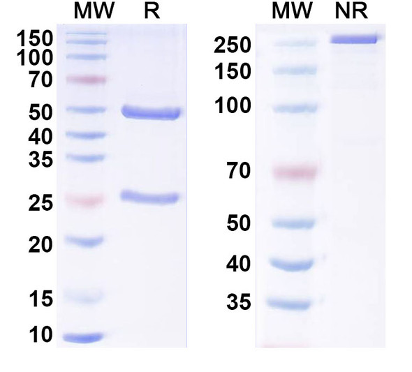 Anti-Human IL8/CXCL8 Recombinant Monoclonal Antibody (6G4) - SDS-PAGE