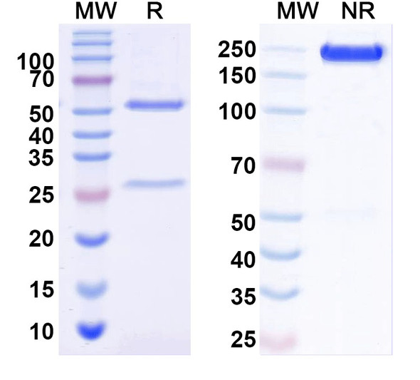 Anti-Neisseria meningitidis fhbP/GNA1870/LP2086 Recombinant Monoclonal Antibody (SAA2080) - SDS-PAGE
