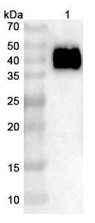 Anti-Mouse CD274/PD-L1/B7-H1 Recombinant Nanobody (C3) - WB