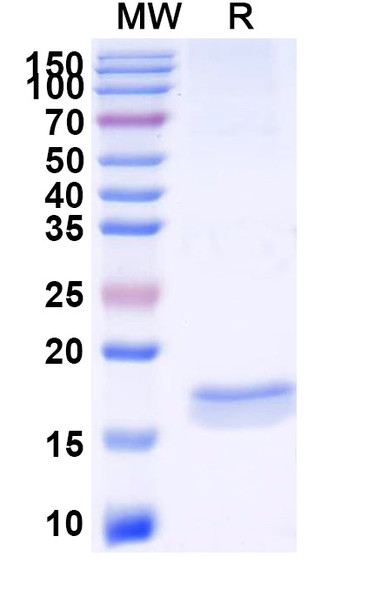 Anti-Human CXCL11/I-TAC Recombinant Nanobody (11A7) - SDS-PAGE