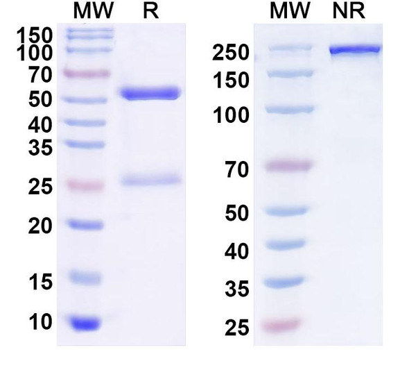Anti-Mouse ANGPTL4 Recombinant Monoclonal Antibody (15F2) - SDS-PAGE