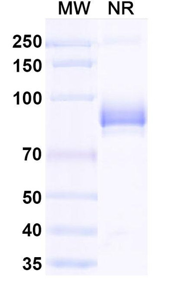 Anti-BVDV Envelope glycoprotein E2 Recombinant Monoclonal Antibody (SAA2087) - SDS-PAGE
