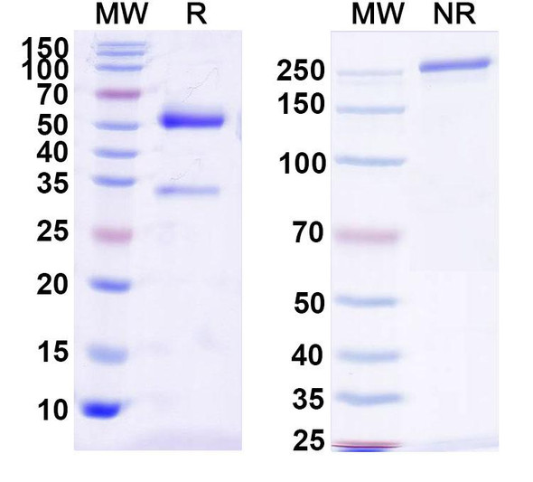 Anti-Brucella O-antigen Recombinant Monoclonal Antibody (2C8-C4) - SDS-PAGE