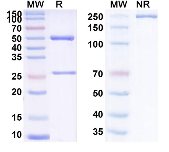 Anti-Bovine Serum Albumin/BSA Recombinant Monoclonal Antibody (12D6), HRP - SDS-PAGE