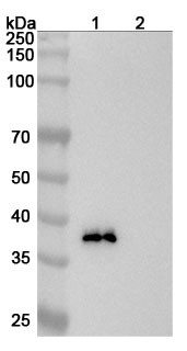 Anti-Human SULF2 Recombinant Monoclonal Antibody (8G1) - WB