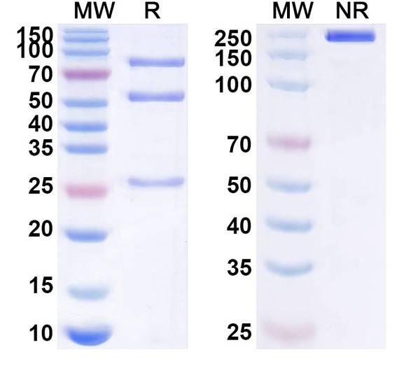 Anti-Human SULF2 Recombinant Monoclonal Antibody (8G1) - SDS-PAGE