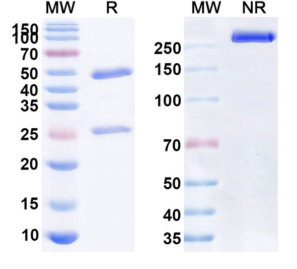 Anti-Human BAX Recombinant Monoclonal Antibody (3C10) - SDS-PAGE