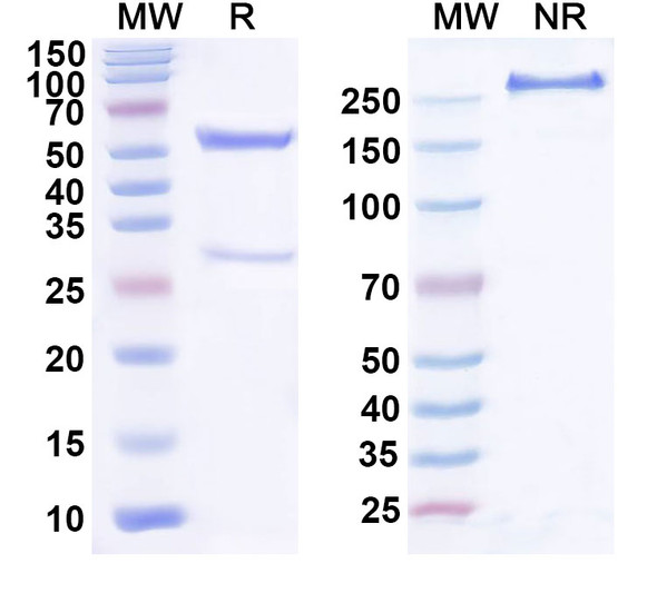 Anti-Human BAX Recombinant Monoclonal Antibody (2D9) - SDS-PAGE