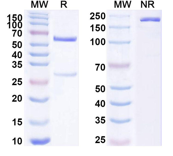 Anti-METH/MDMA Recombinant Monoclonal Antibody (2F11) - SDS-PAGE