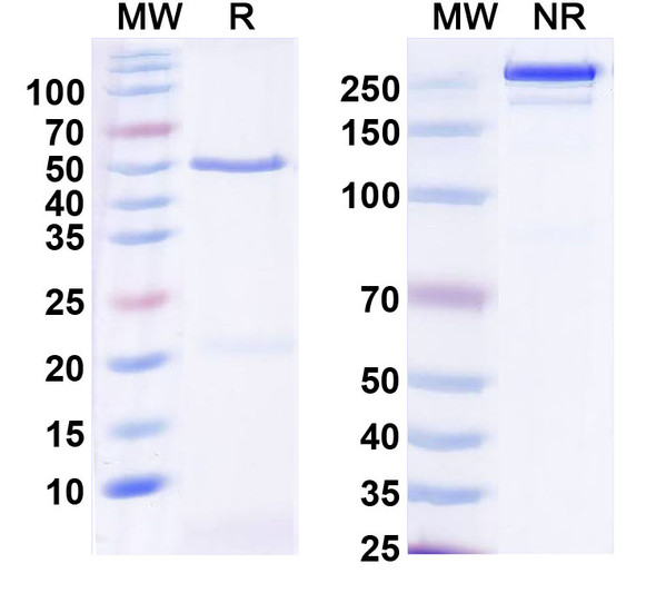 Anti-Cocaine/Benzoylecgonine Recombinant Monoclonal Antibody (K1-1) - SDS-PAGE