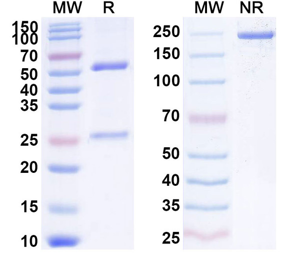Anti-Cocaine/Benzoylecgonine Recombinant Monoclonal Antibody (SAA2134) - SDS-PAGE