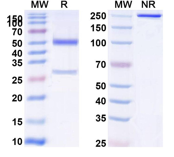 Anti-Cocaine/Benzoylecgonine Recombinant Monoclonal Antibody (15A10) - SDS-PAGE