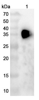 Anti-Human CD16/FcgR3 Recombinant Nanobody (SAA2149) - WB