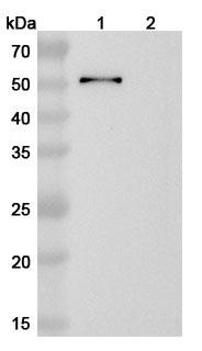 Anti-Toxoplasma gondii SAG1/Major surface antigen p30 Recombinant Monoclonal Antibody (SAA2154) - WB