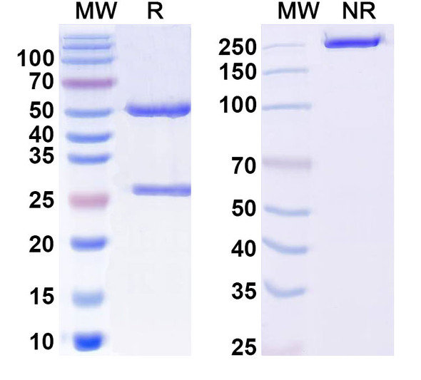 Anti-Human F9/Factor IX Recombinant Monoclonal Antibody (10C12) - SDS-PAGE