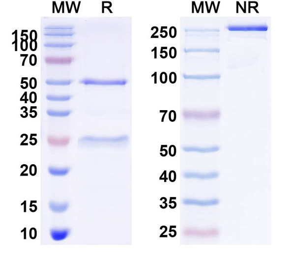 Anti-SARS-CoV-2 NP/Nucleoprotein Recombinant Monoclonal Antibody (SAA2159) - SDS-PAGE