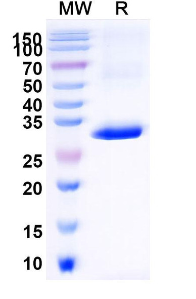 Anti-Human CD1d Recombinant Nanobody (ID12) - SDS-PAGE