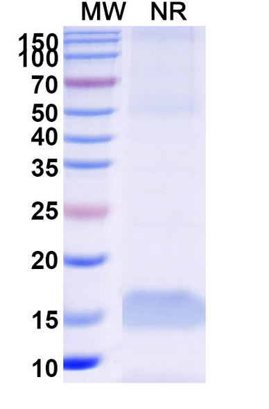 Anti-Human CD71/TFRC Recombinant Nanobody (VHA3) - SDS-PAGE