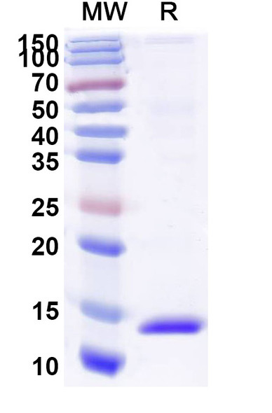 Anti-Human CD71/TFRC Recombinant Nanobody (VHA3) - SDS-PAGE
