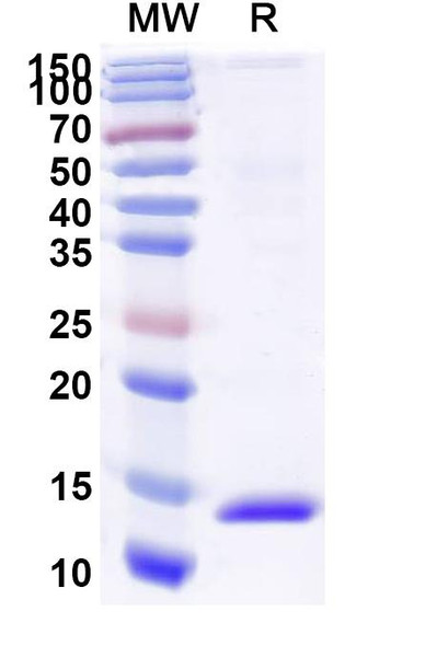 Anti-Human CD71/TFRC Recombinant Nanobody (VHA3) - SDS-PAGE