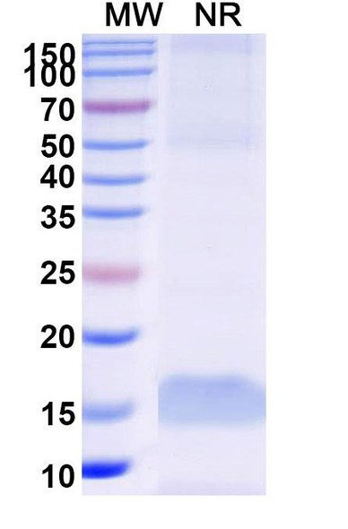 Anti-Human CD71/TFRC Recombinant Nanobody (VHA3) - SDS-PAGE
